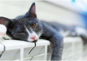 What To Do When Your Cat Is In Heat?